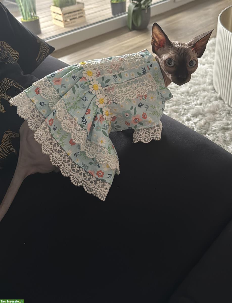 Artgenosse für Sphynx Katze gesucht