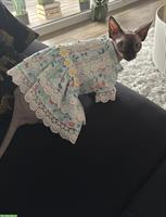 Artgenosse für Sphynx Katze gesucht