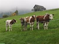 Toggenburgerhaus zum kaufen gesucht