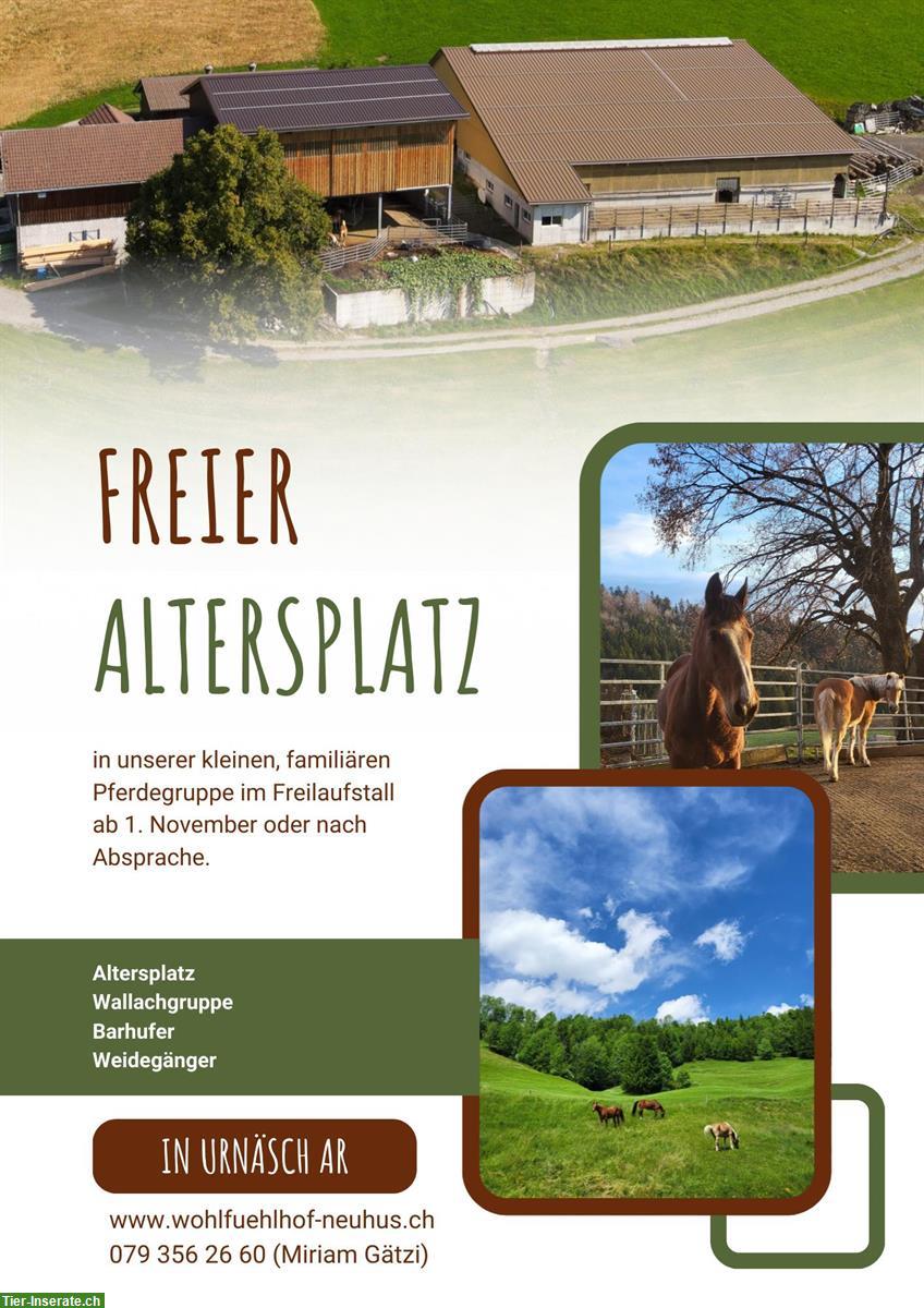 Bild 2: Gnadenbrotplatz für Wallach in Urnäsch AR