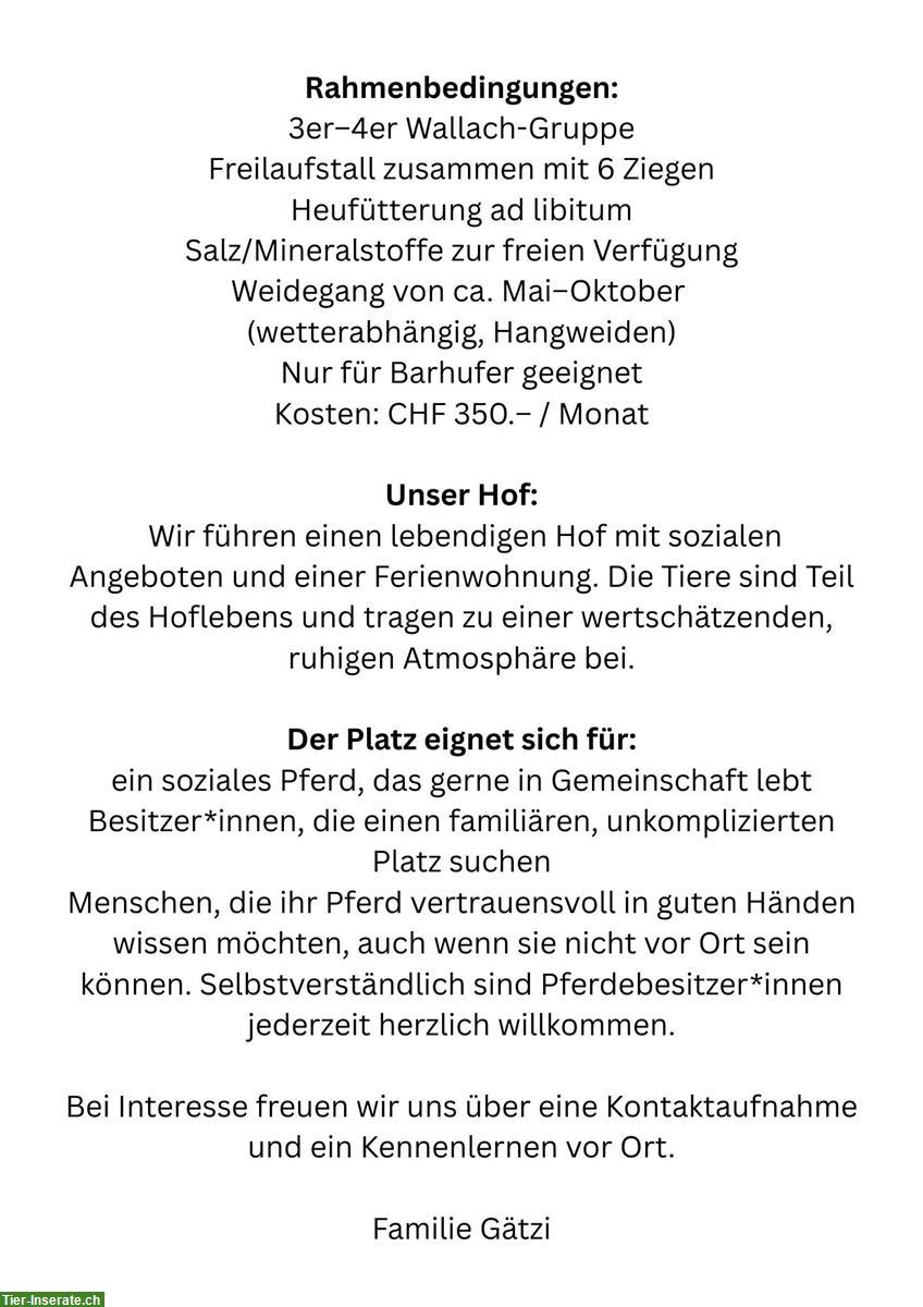 Bild 3: Gnadenbrotplatz für Wallach in Urnäsch AR