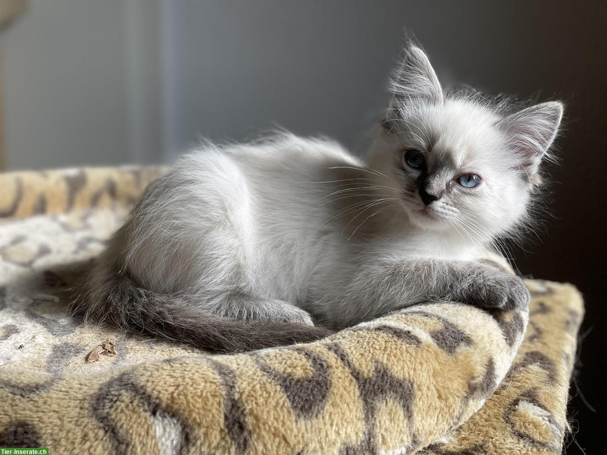 Ragdoll Kitten kaufen: reinrassige Kater und Kätzin