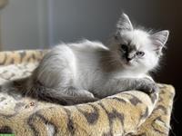 Ragdoll Kitten kaufen: reinrassige Kater und Kätzin