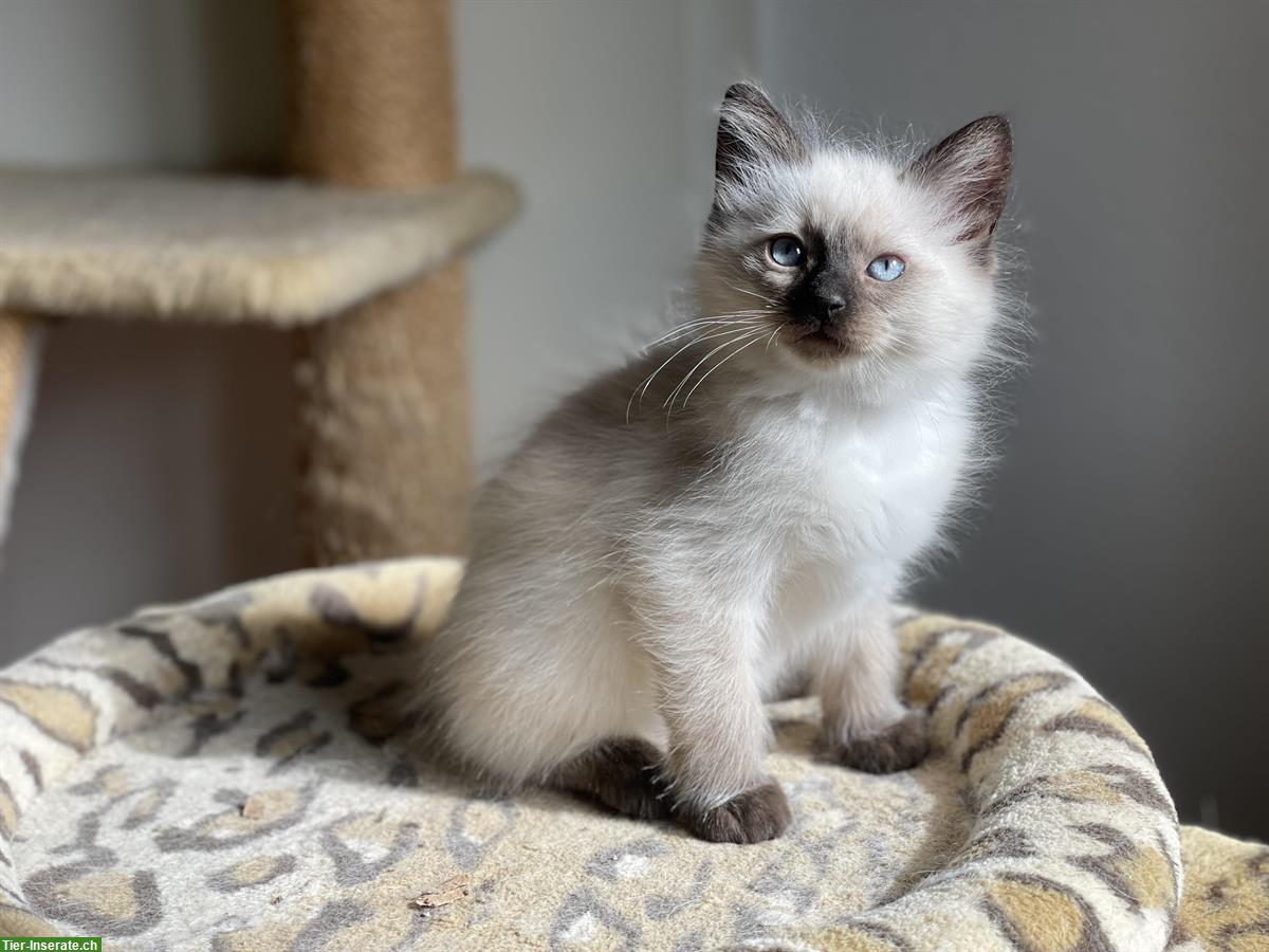 Bild 2: Ragdoll Kitten kaufen: reinrassige Kater und Kätzin