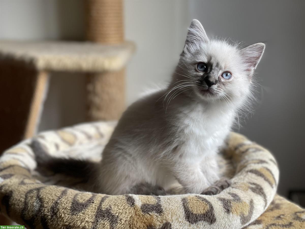 Bild 3: Ragdoll Kitten kaufen: reinrassige Kater und Kätzin