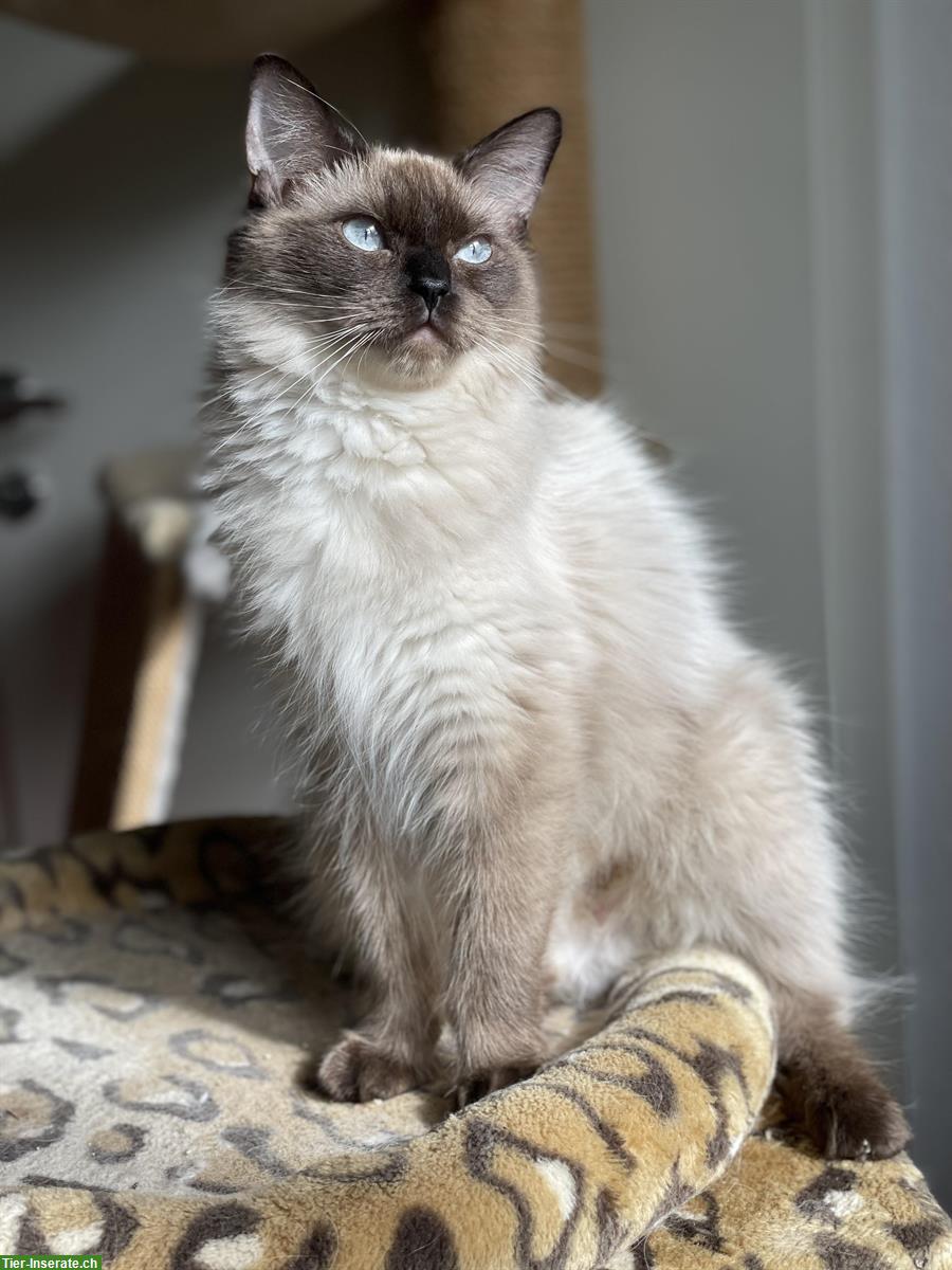 Bild 4: Ragdoll Kitten kaufen: reinrassige Kater und Kätzin
