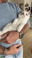 Ragdoll Kater zu vergeben