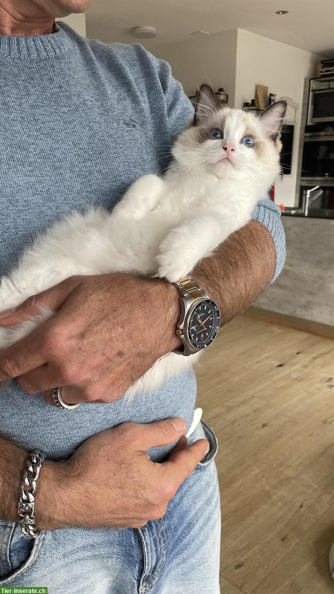 Bild 2: Ragdoll Kater zu vergeben