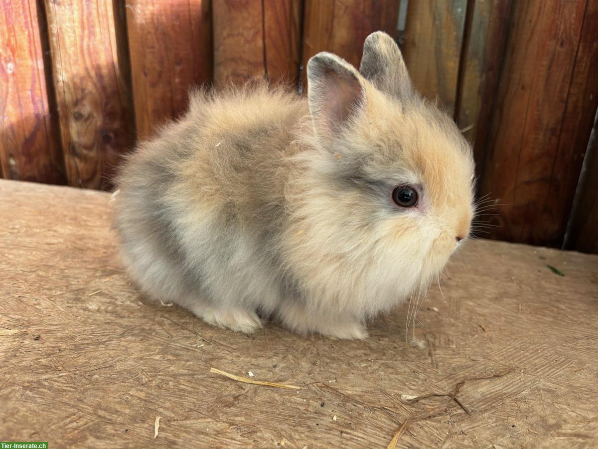 Junge Löwenkopf Kaninchen Männchen zu verkaufen