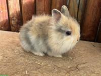 Junge Löwenkopf Kaninchen Männchen zu verkaufen