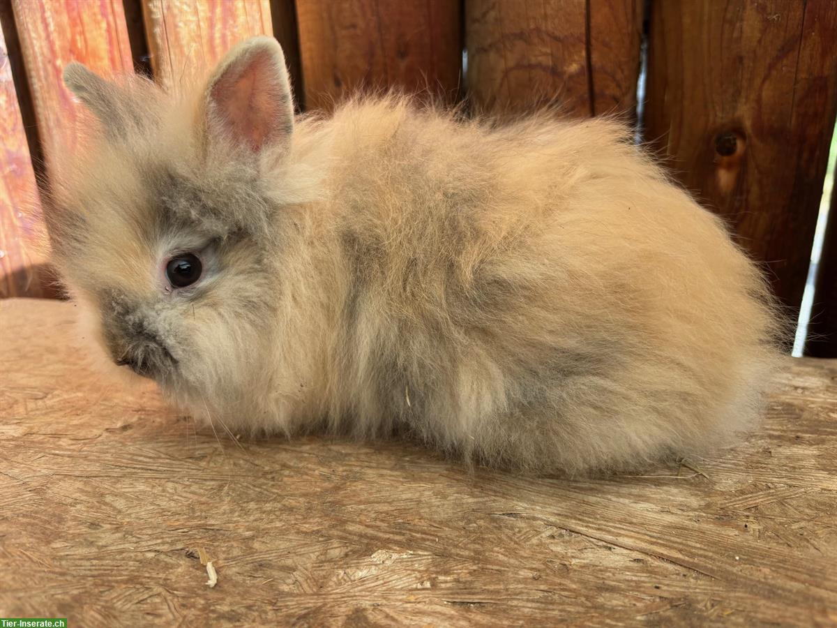 Bild 2: Junge Löwenkopf Kaninchen Männchen zu verkaufen