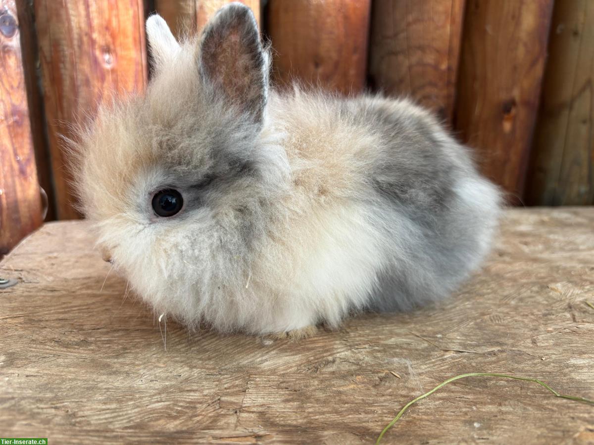 Bild 3: Junge Löwenkopf Kaninchen Männchen zu verkaufen