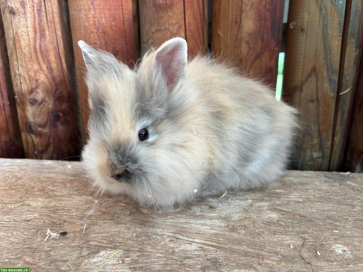 Bild 4: Junge Löwenkopf Kaninchen Männchen zu verkaufen