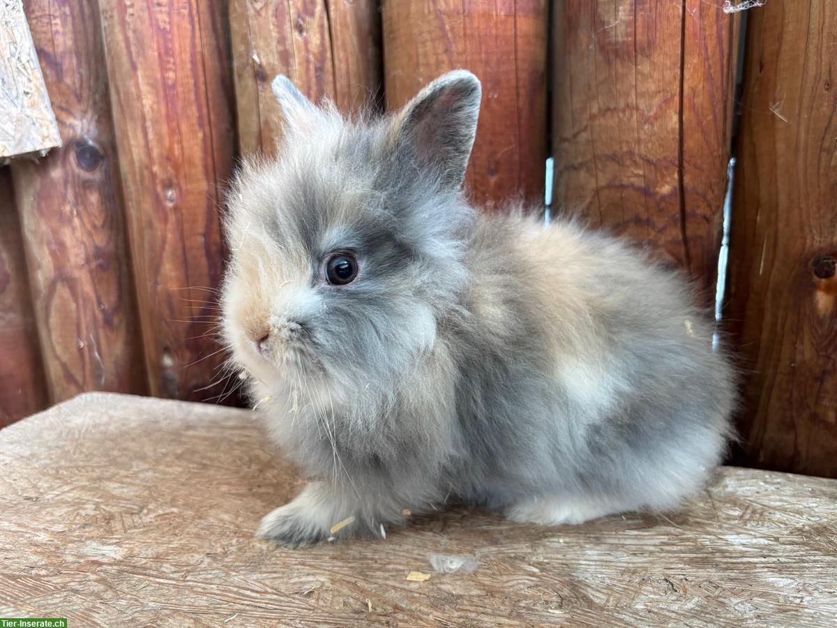 Bild 5: Junge Löwenkopf Kaninchen Männchen zu verkaufen