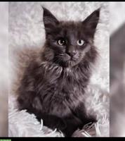 Reinrassiges Maine Coon Kätzchen – Blaue Katze