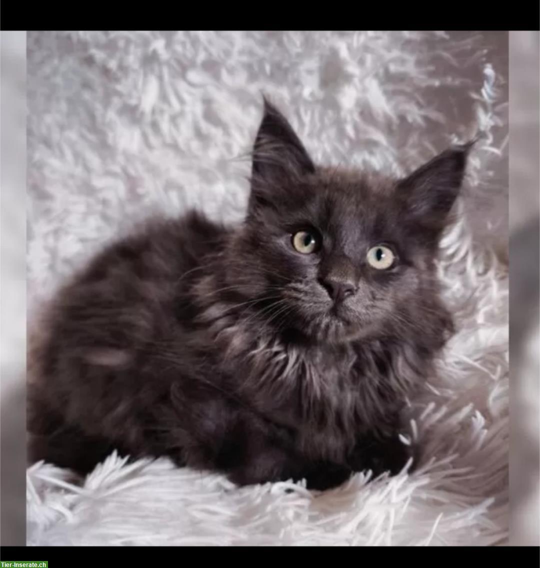 Bild 2: Reinrassiges Maine Coon Kätzchen – Blaue Katze