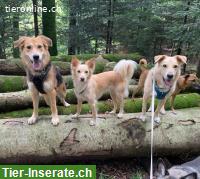 Bild 5: Mischlingshündin Fly, 2.5-jährig, verschmust und lernfreudig