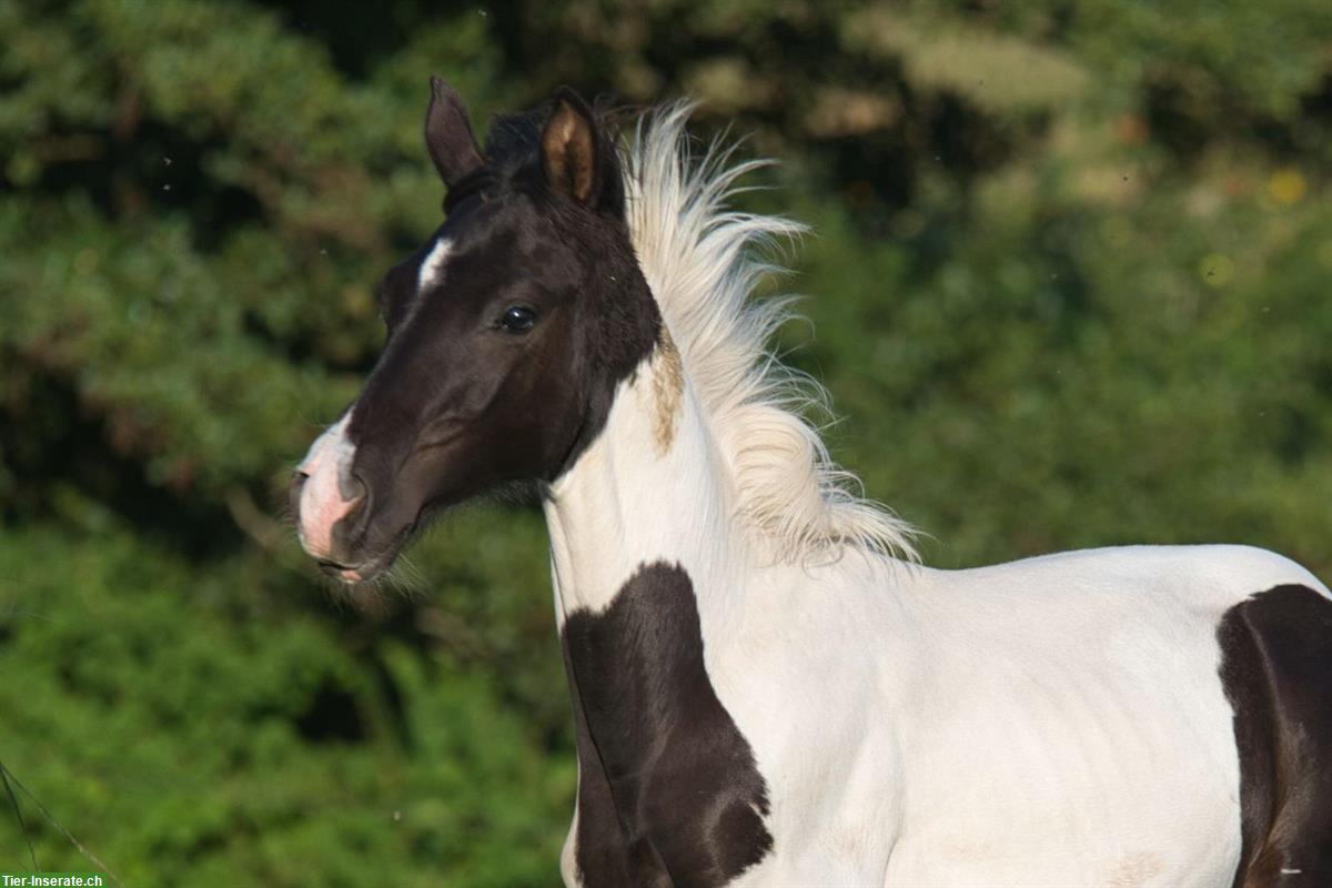 Trakehner Scheck-Hengstfohlen zu verkaufen