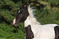 Trakehner Scheck-Hengstfohlen zu verkaufen