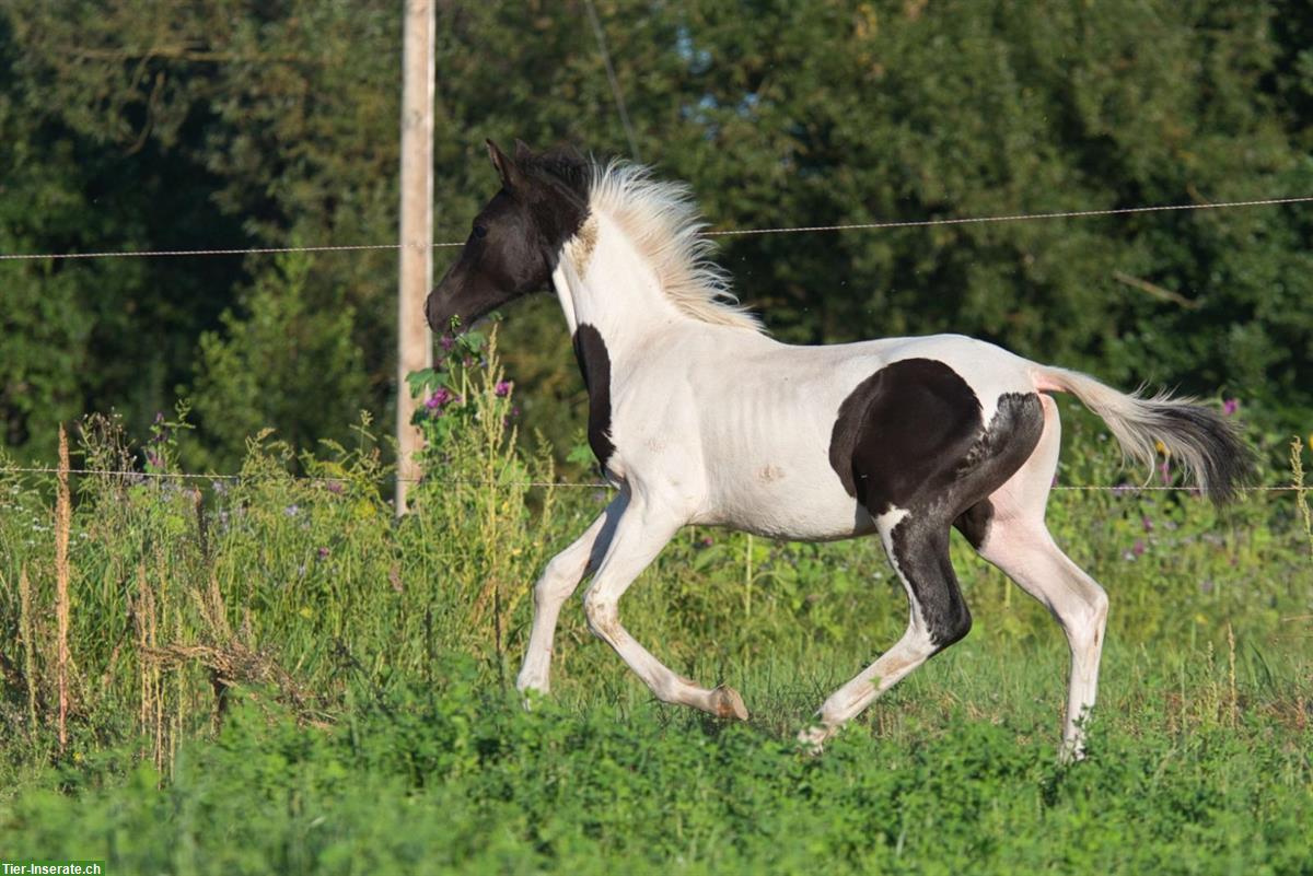 Bild 2: Trakehner Scheck-Hengstfohlen zu verkaufen