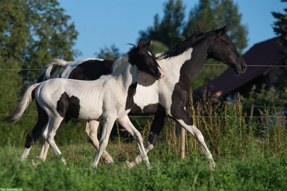 Bild 3: Trakehner Scheck-Hengstfohlen zu verkaufen