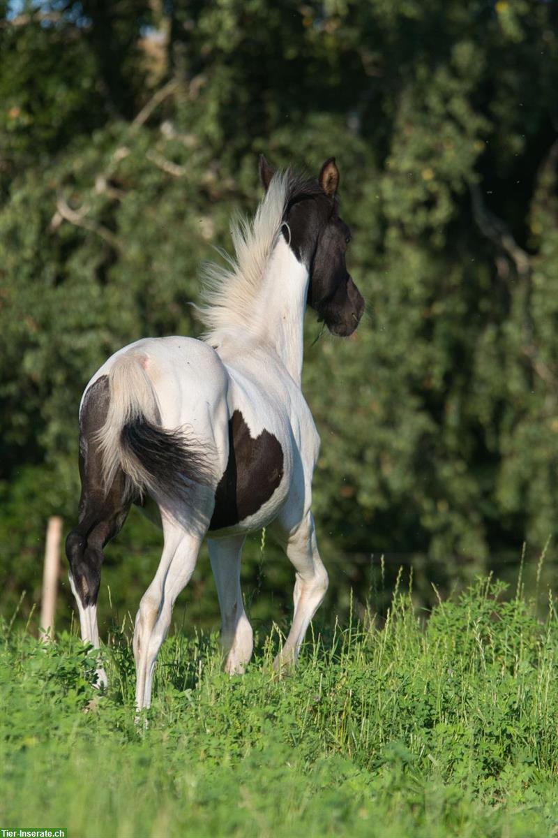 Bild 4: Trakehner Scheck-Hengstfohlen zu verkaufen