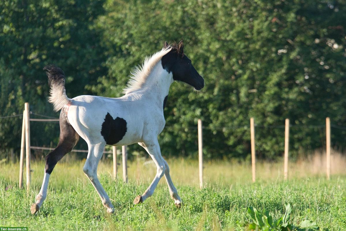 Bild 6: Trakehner Scheck-Hengstfohlen zu verkaufen