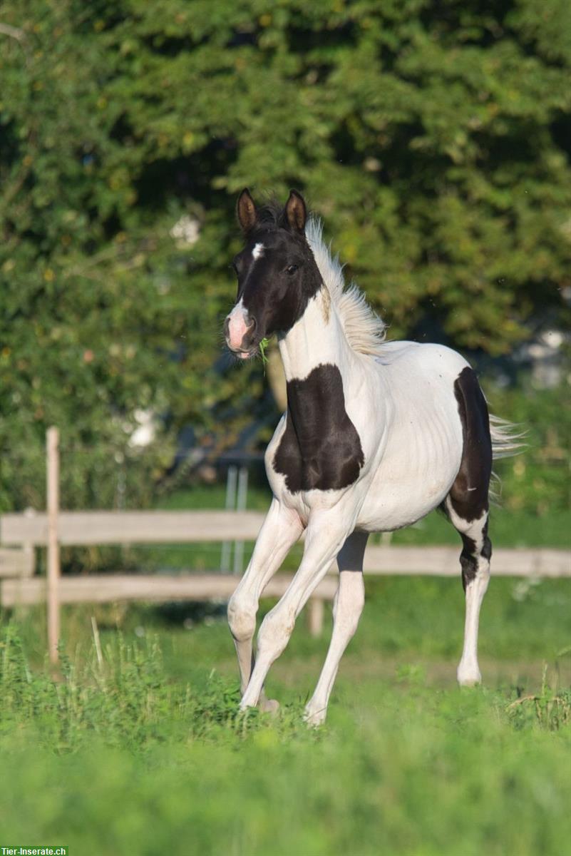 Bild 7: Trakehner Scheck-Hengstfohlen zu verkaufen