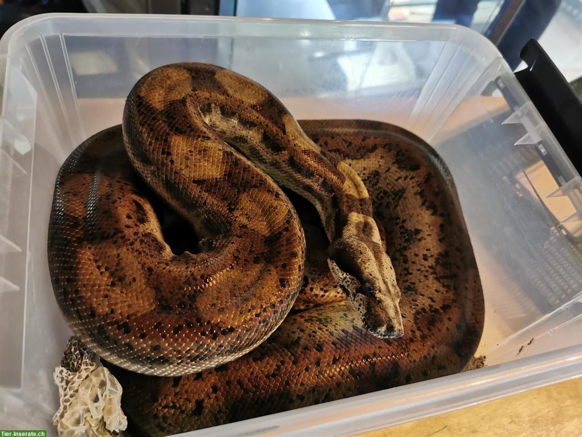Bild 2: 2 Boa Constrictor mit Terrarium-Komplettset zu verkaufen