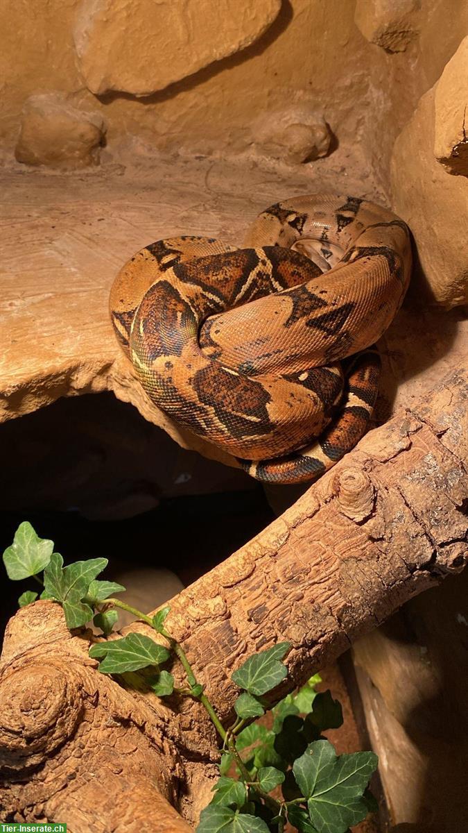 Bild 3: 2 Boa Constrictor mit Terrarium-Komplettset zu verkaufen