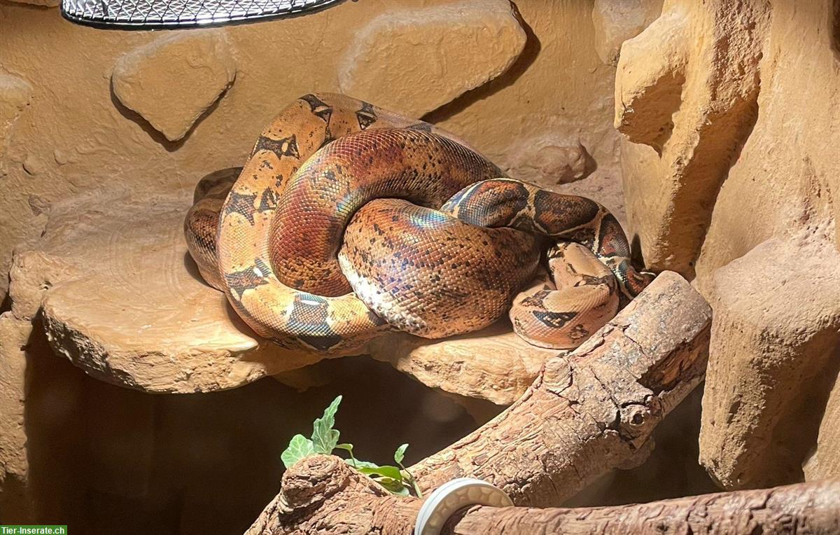 Bild 4: 2 Boa Constrictor mit Terrarium-Komplettset zu verkaufen