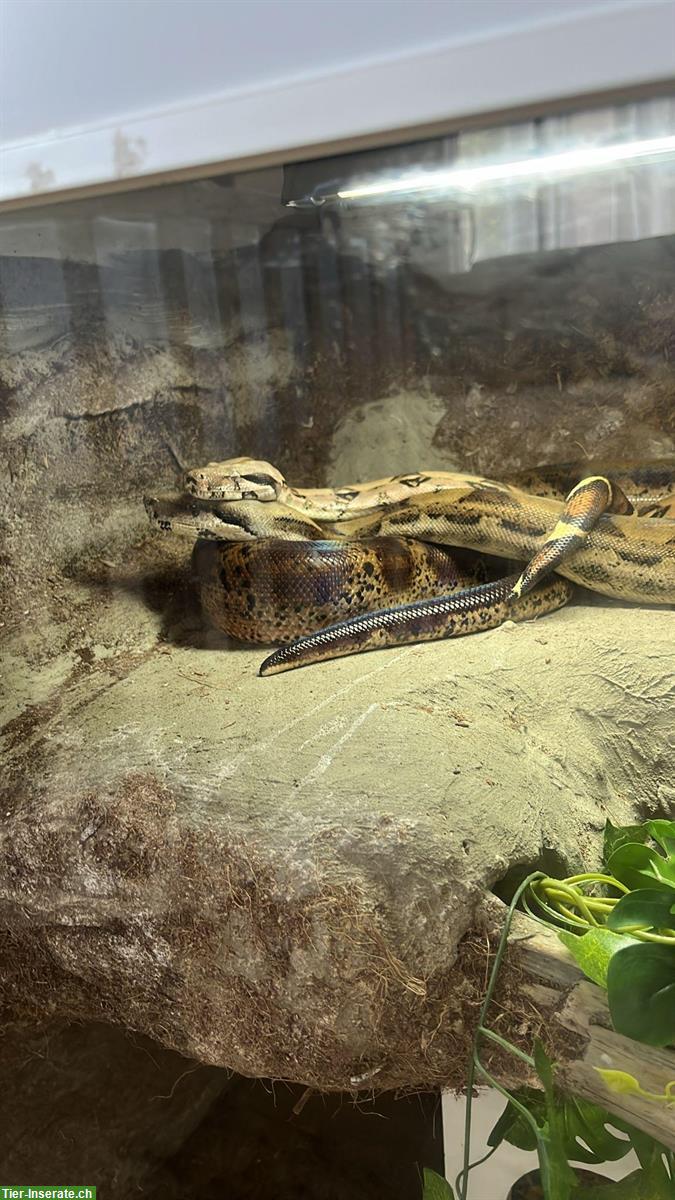 Bild 5: 2 Boa Constrictor mit Terrarium-Komplettset zu verkaufen
