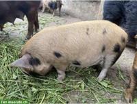 Kune Kune Eber zu verkaufen, reinrassig, kastriert