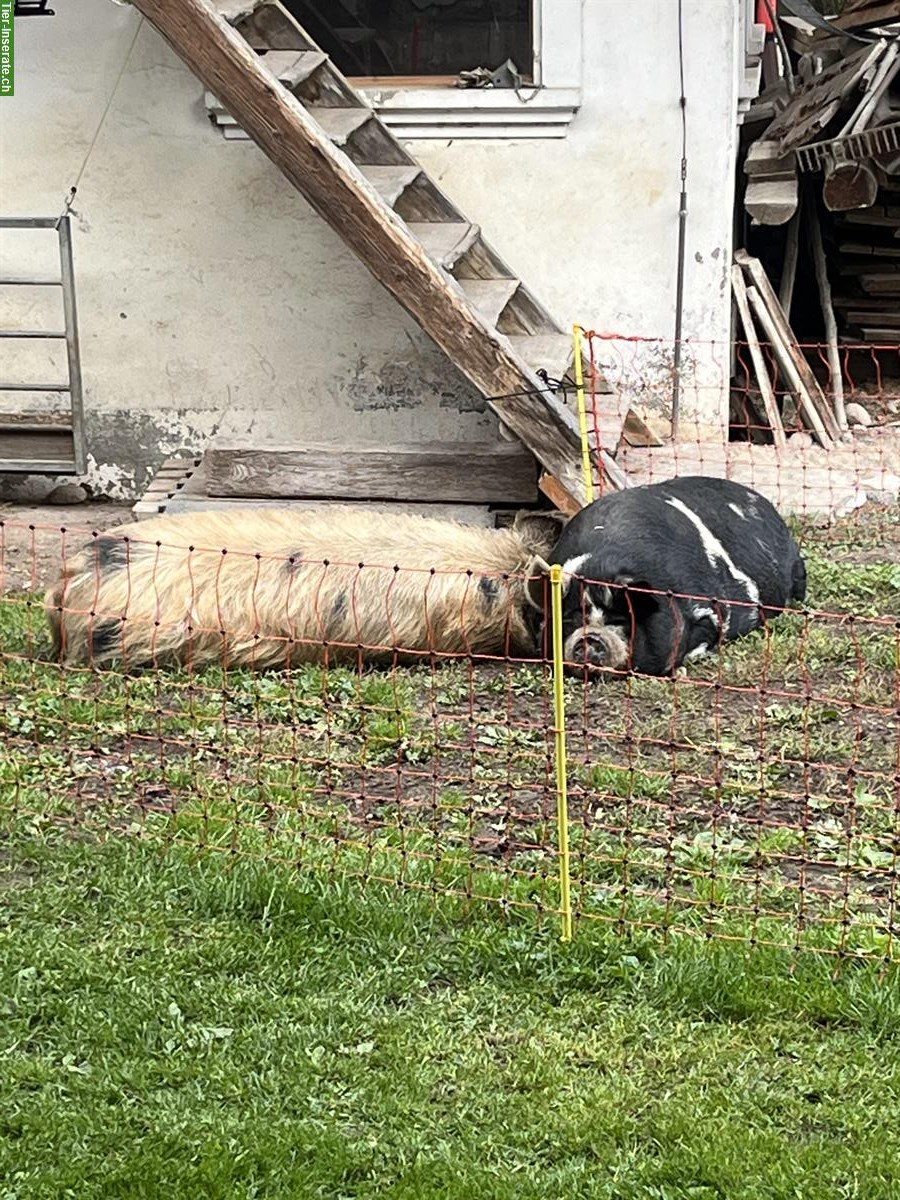 Bild 2: Kune Kune Eber zu verkaufen, reinrassig, kastriert