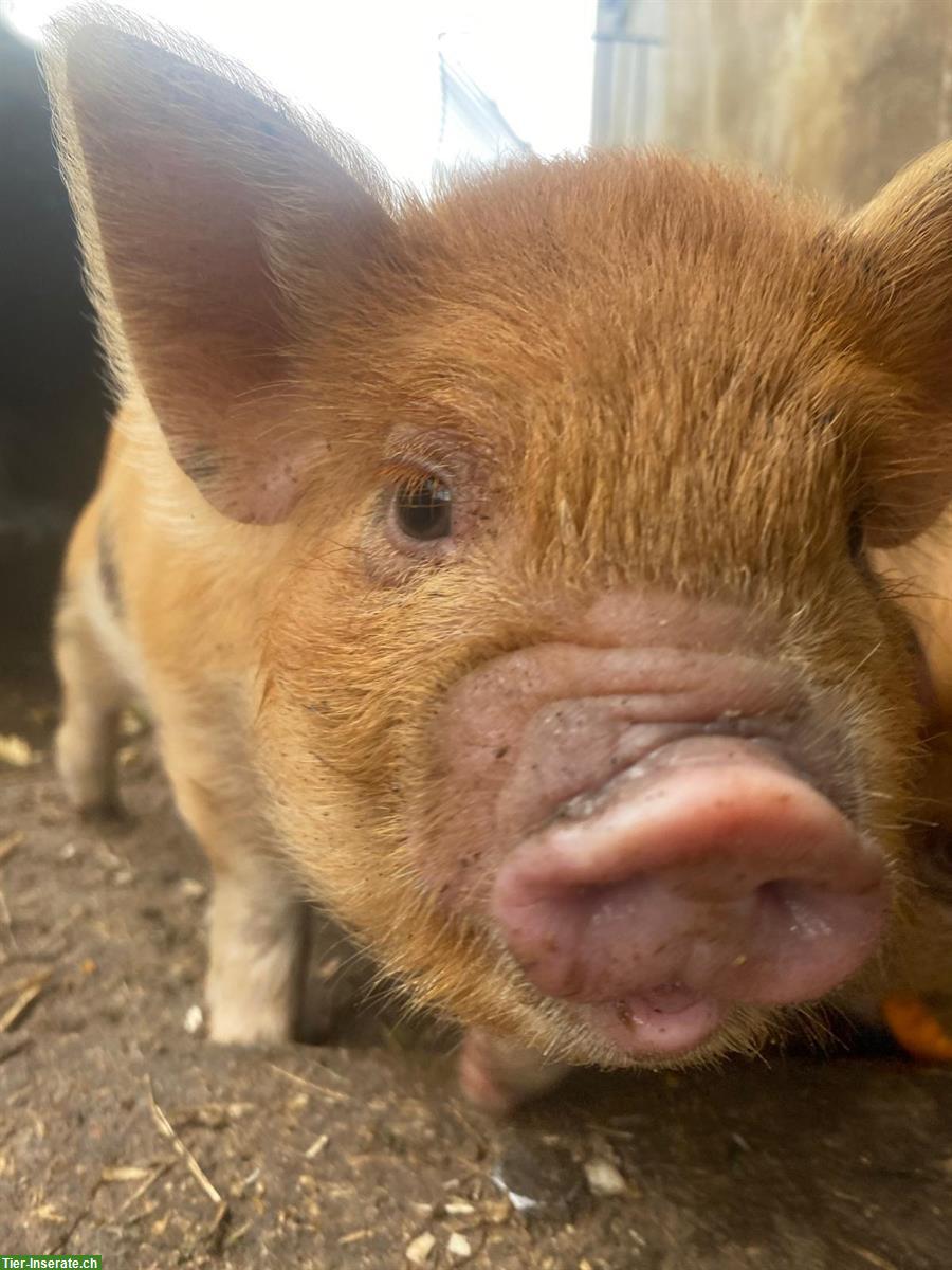 Bild 3: Kune Kune Eber zu verkaufen, reinrassig, kastriert