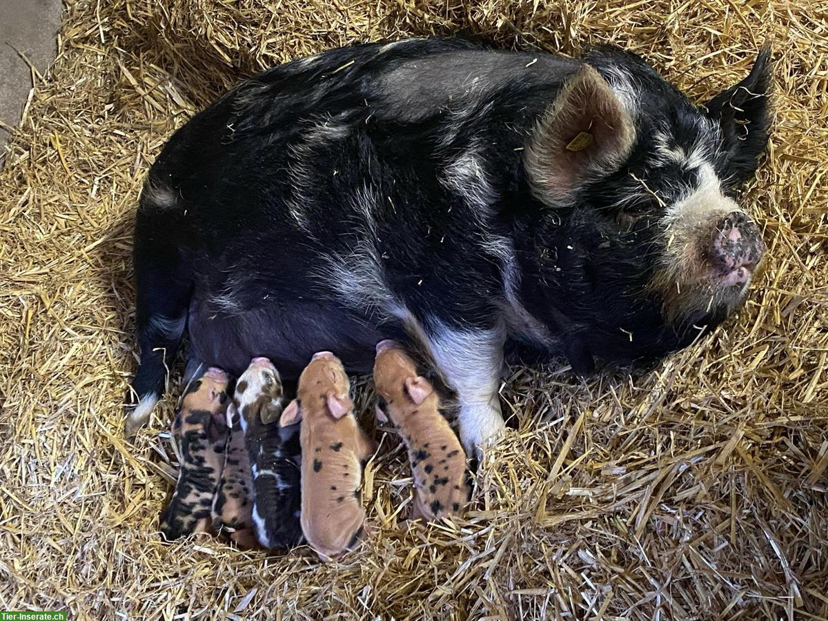 Bild 4: Kune Kune Eber zu verkaufen, reinrassig, kastriert