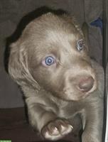 Weimaraner Welpen, Langhaar Rüde