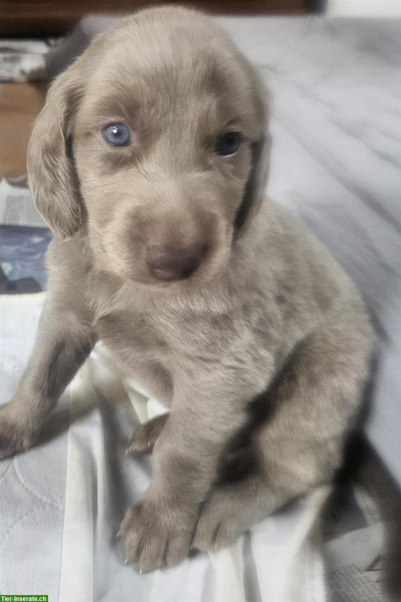 Bild 2: Weimaraner Welpen, Langhaar Rüde