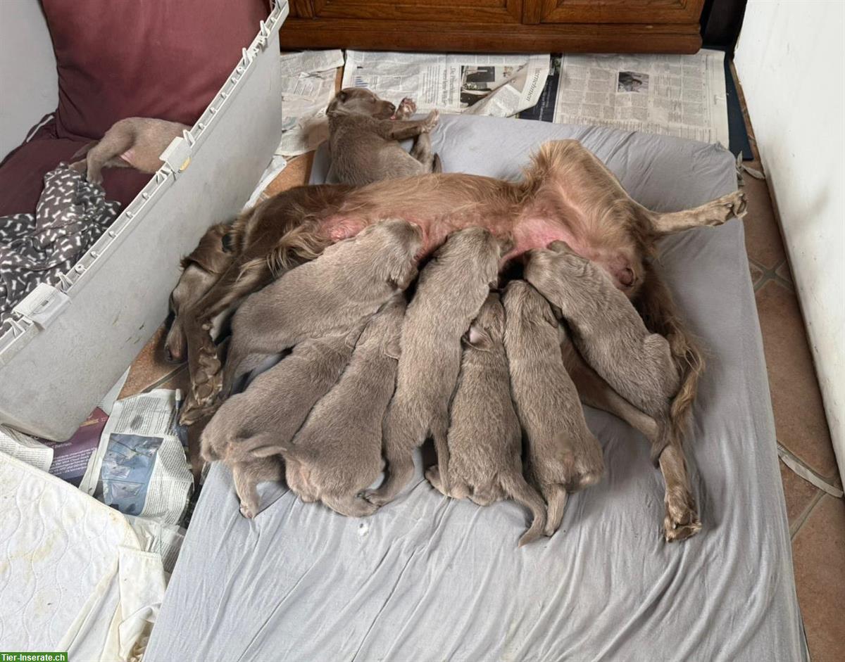 Bild 3: Weimaraner Welpen, Langhaar Rüde