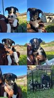 Appenzeller x Border Collie Mischlingswelpen