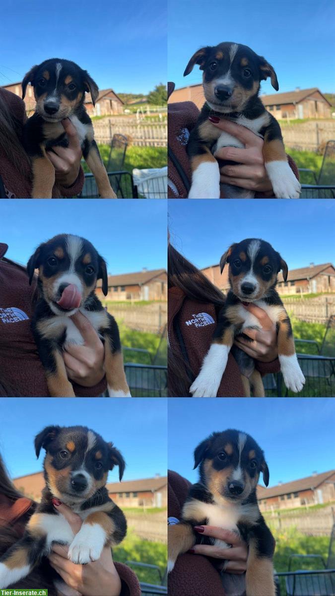 Bild 2: Appenzeller x Border Collie Mischlingswelpen