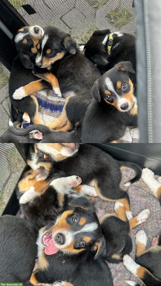 Bild 3: Appenzeller x Border Collie Mischlingswelpen
