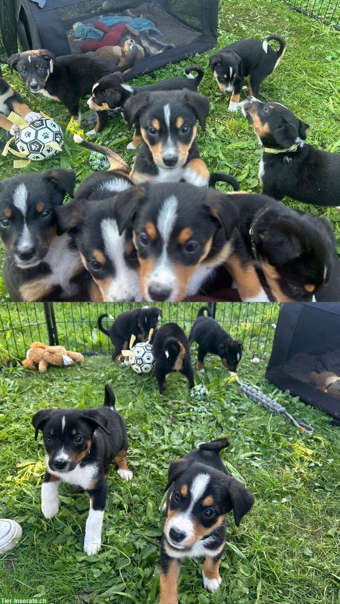 Bild 4: Appenzeller x Border Collie Mischlingswelpen