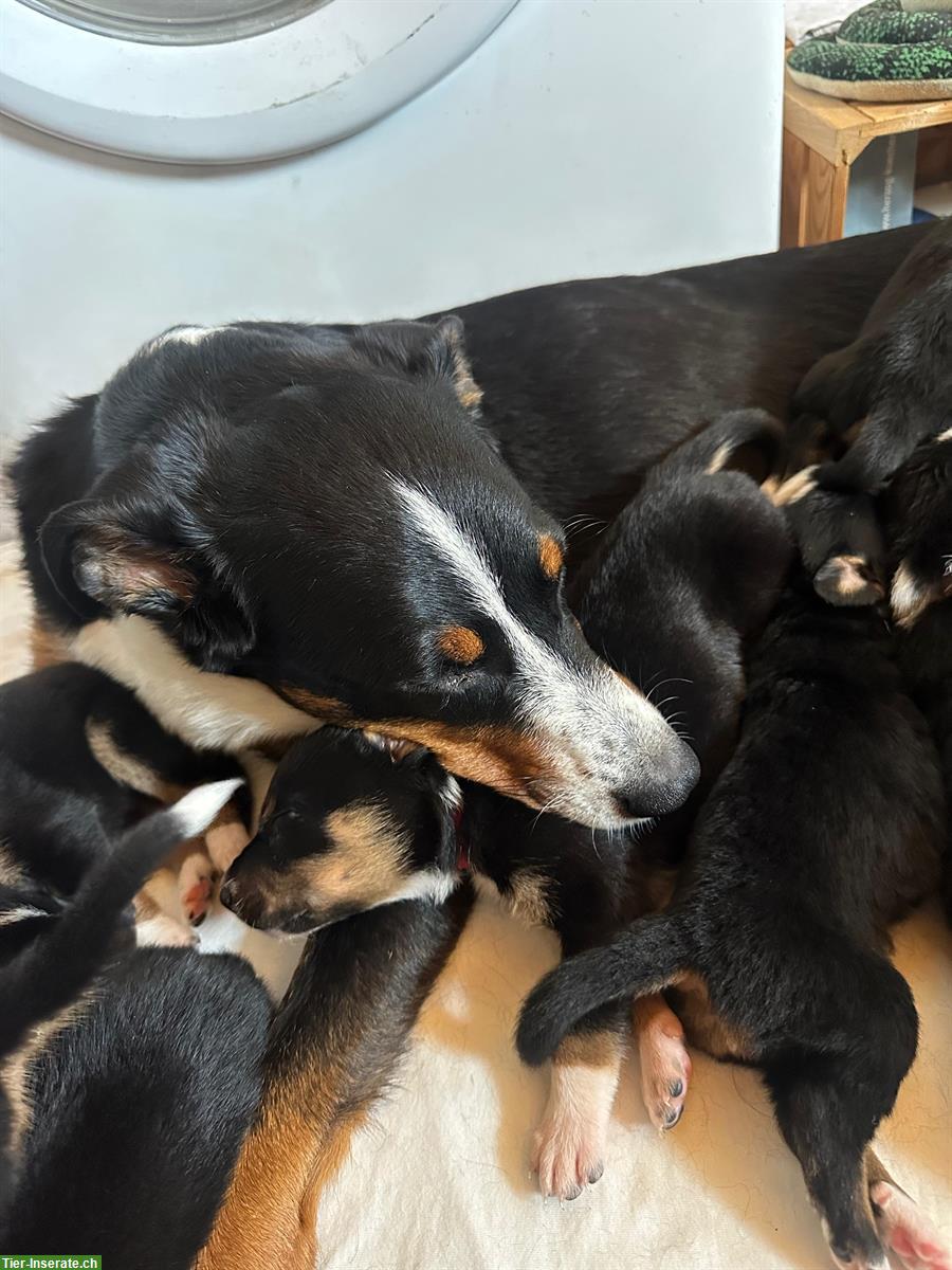 Bild 5: Appenzeller x Border Collie Mischlingswelpen