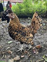 Appenzeller Spitzhauben Legehennen goldtupf