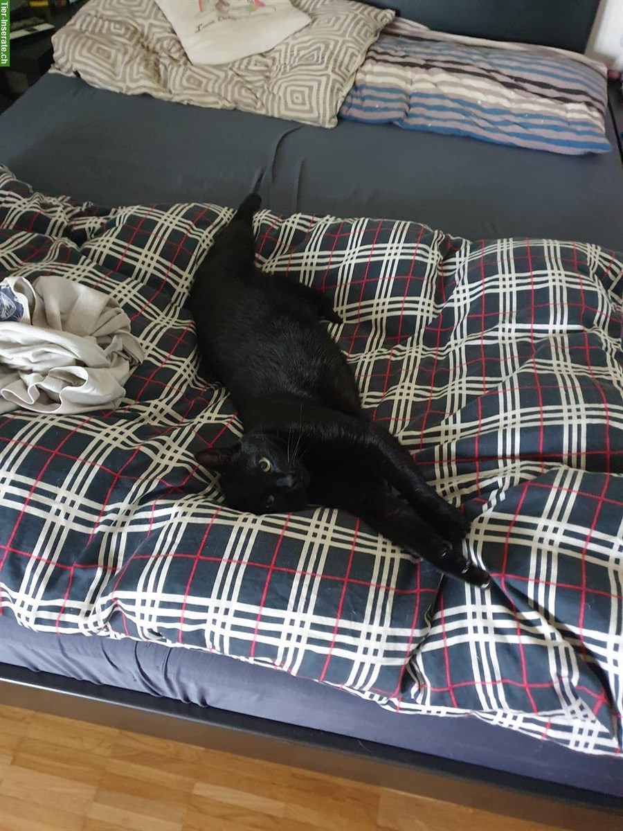 Erwachsene Wohnungskatze für Kater GESUCHT