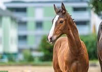 VORAN - Hengstfohlen mit Top-Abstammung sucht neues Zuhause