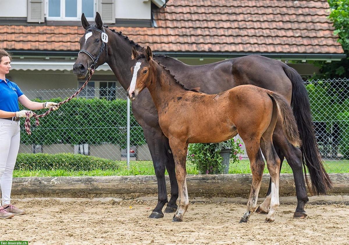 Bild 3: VORAN - Hengstfohlen mit Top-Abstammung sucht neues Zuhause