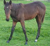 Schweizer Warmblut Stutfohlen mit Top-Abstammung