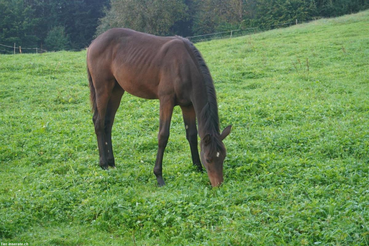 Bild 2: Schweizer Warmblut Stutfohlen mit Top-Abstammung